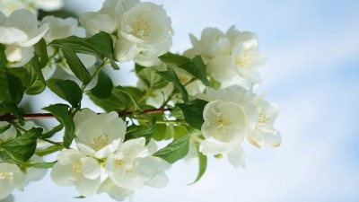 سفید-شاخه-گل-طبیعت